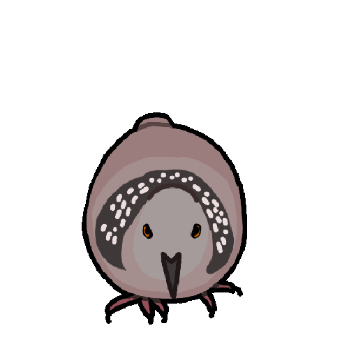 珠颈斑鸠
